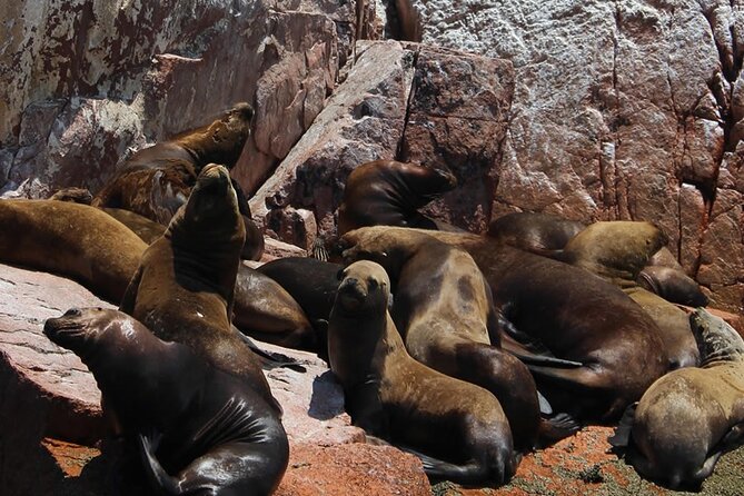 2-Hour Tour to the Ballestas Islands from Puerto San Martín - Wildlife sanctuary viewing: where sea lions and penguins show up