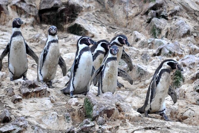 2-Hour Tour to the Ballestas Islands from Puerto San Martín - Seating and comfort tips that make a real difference