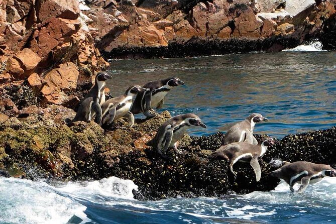 2-Hour Tour to the Ballestas Islands from Puerto San Martín - Stop for the Candelabra: how to use the short viewing window