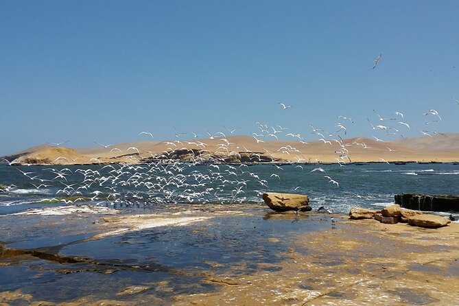 7-Hours Tour in Paracas National Reserve with Pickup - Who This Tour Suits Best (And Who Might Want Something Else)