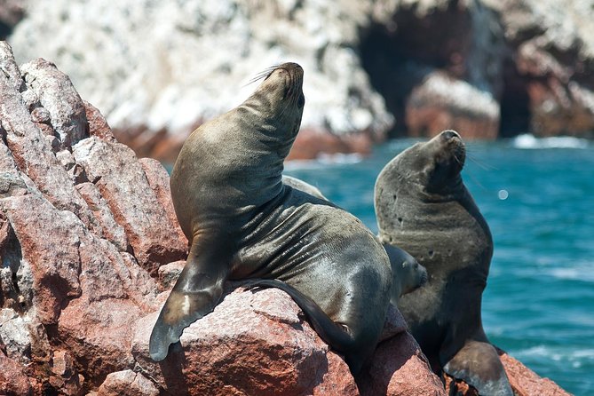 8-Day Enigmas of Peru - Day 3: Ballestas Islands and the Sea Candelabra