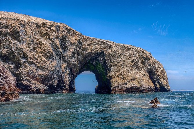 Ballestas island & Paracas reserve from PISCO CRUISESHIP TERMINAL - From San Martín Port pickup to timed return: logistics that matter