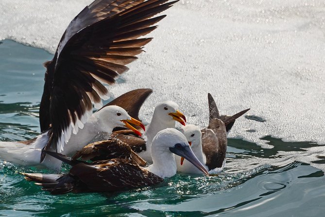 Ballestas island & Paracas reserve from PISCO CRUISESHIP TERMINAL - How to pack (and what to do before boarding) for comfort and photos