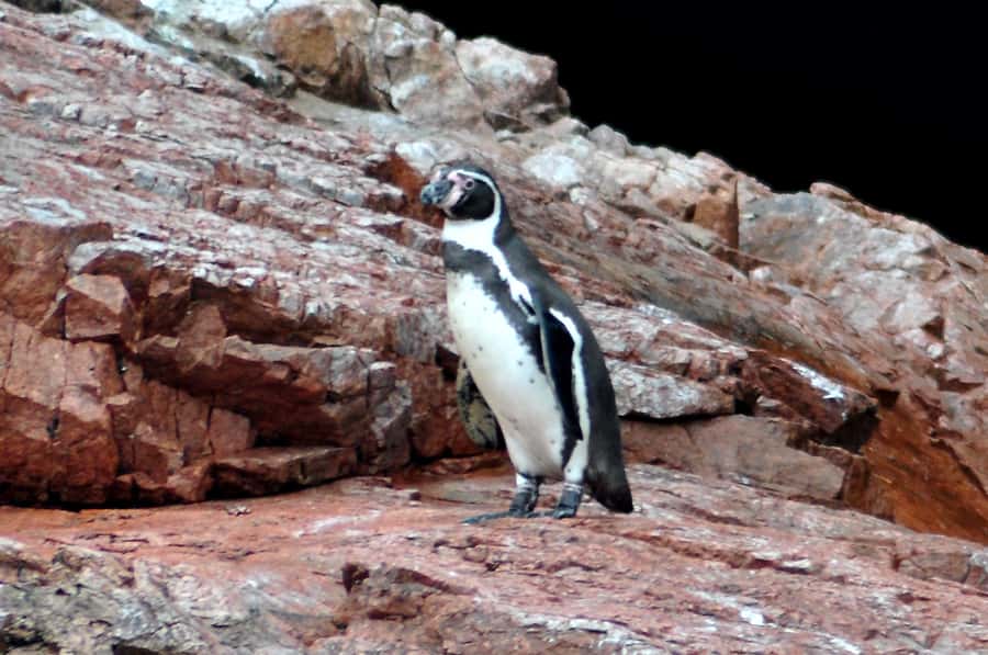 Ballestas Islands and Huacachina Oasis Half-Day Tour - Key points to know before you go