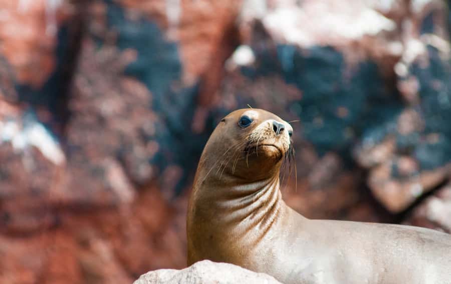 Ballestas Islands and Huacachina Oasis Half-Day Tour - Should you book Ballestas Islands and Huacachina Oasis?