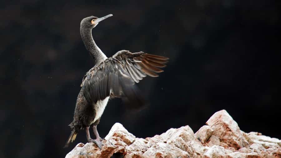 Ballestas Islands and Huacachina Oasis Half-Day Tour - Returning to port: why the break matters