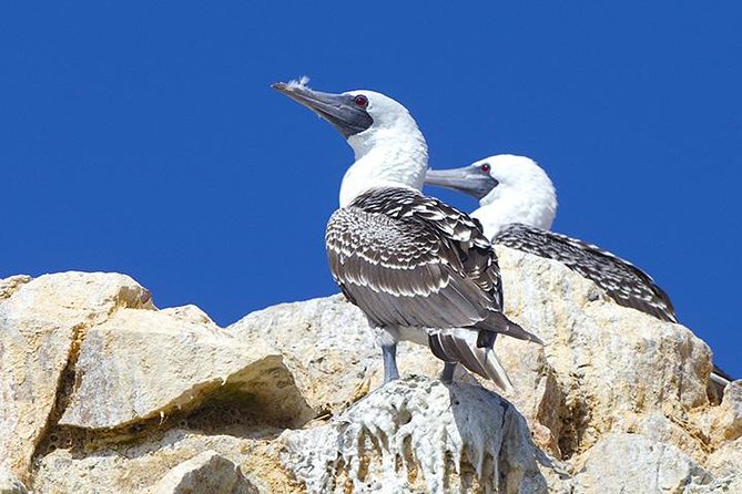 Ballestas Islands from San Martin Port CRUISESHIP TERMINAL - Price and value: $50 plus a $5 admission fee