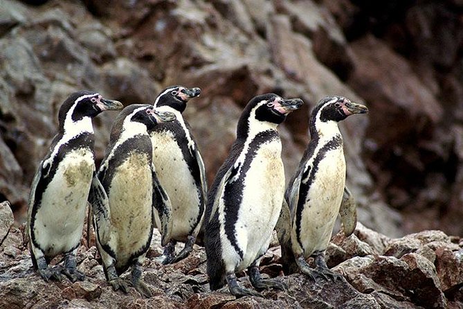 Ballestas Islands Group Tour from Paracas - Speedboat timing: how the day moves (and what changes with the sea)