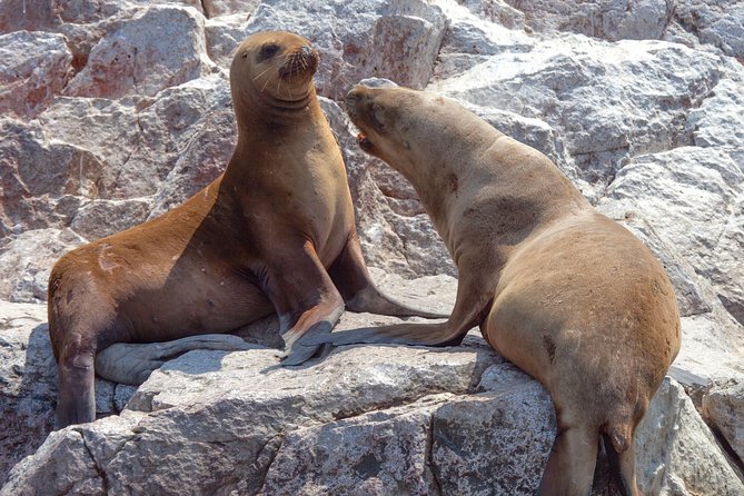 Ballestas Islands Group Tour from Paracas - Cost and value: the $15 rate plus the fees you shouldn’t ignore