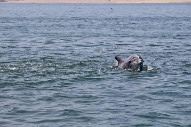 Ballestas Islands Group Tour from Paracas - Ballestas Islands: wildlife spotting done the easy way