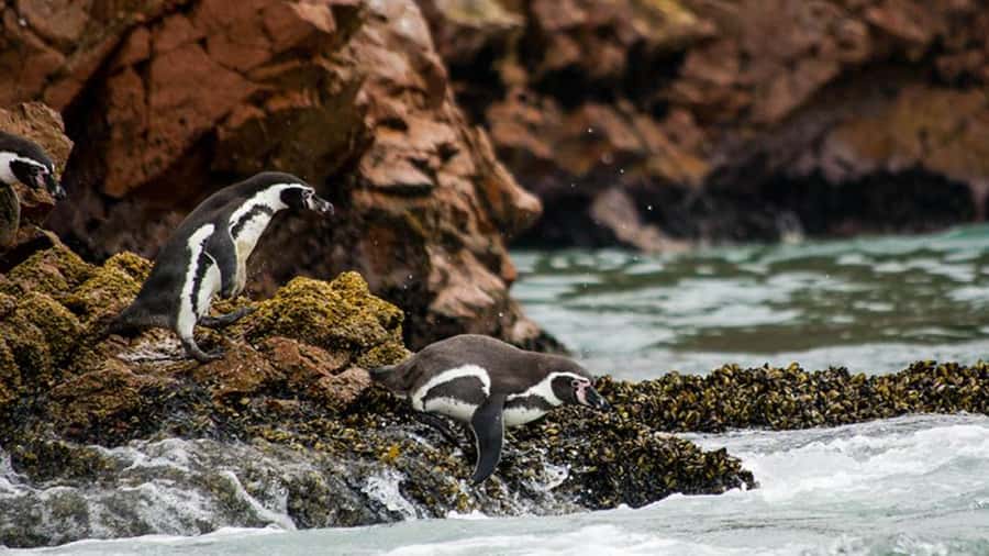 Ballestas Islands & Paracas National Reserve from Paracas - Flamingos and the scenic side of Paracas