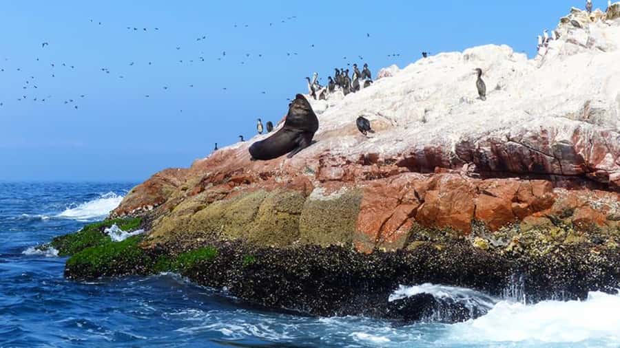 Ballestas Islands & Paracas National Reserve from Paracas - Should you book Ballestas Islands & Paracas National Reserve from Paracas?