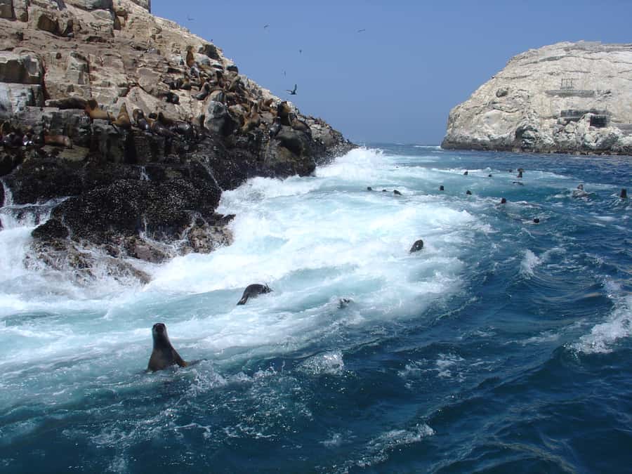 Callao: Swimming with Sea Lions Palomino Islands Boat Tour - Swimming With Sea Lions at Palomino Island