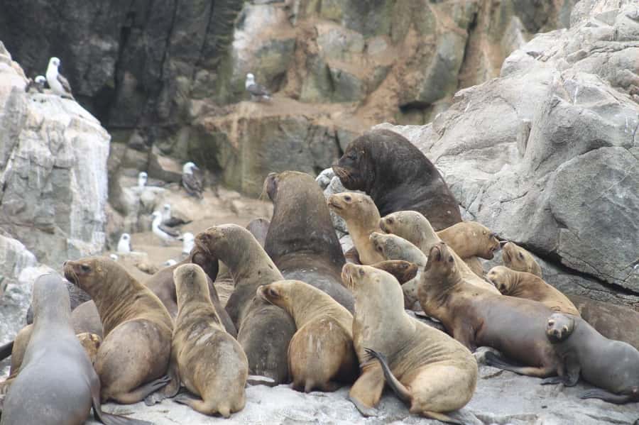 Callao: Swimming with Sea Lions Palomino Islands Boat Tour - My Decision: Should You Book Callao Sea Lions and Penguins?