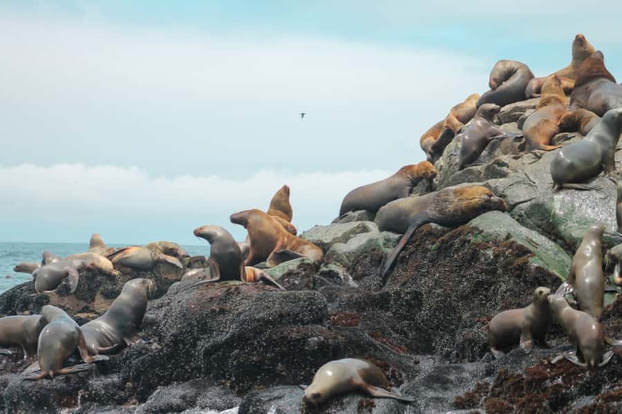 Callao: Swimming with Sea Lions Palomino Islands Boat Tour - Who This Sea Lion Tour Fits (and Who It Doesn’t)