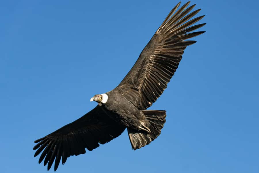 Cusco: Chonta Canyon and Condor Flight Tour with Lunch - Cusco Condor Day Plan: What 12 Hours Feels Like