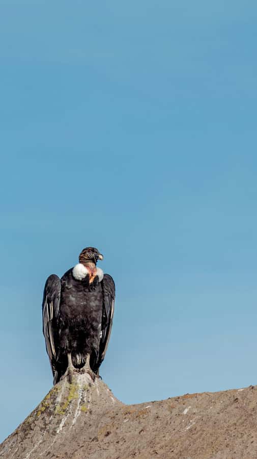 Cusco: Chonta Canyon and Condor Flight Tour with Lunch - Killarumiyoq: Archaeology Built for Watching the Sky