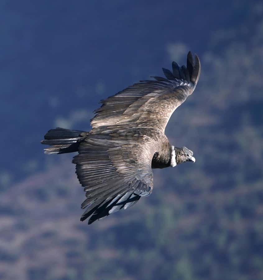 Cusco: Chonta Canyon and Condor Flight Tour with Lunch - From Centro Histórico to the Visitor Center: The Morning Setup