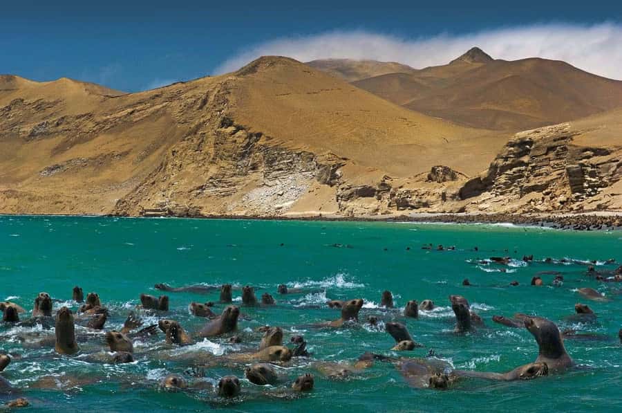 Discover Paracas, Ica and Nasca in a 2 days and 1 night trip - A tight schedule that still feels efficient: Lima to Paracas to Ica