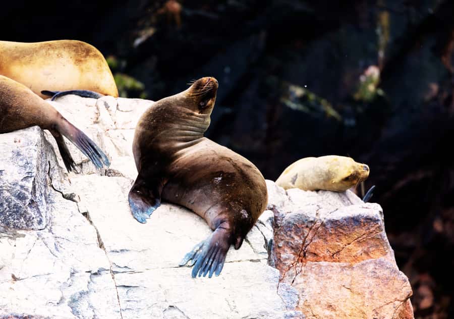 From Lima 2 days 1 night, Ballestas,Huacachina & Nazca lines - Paracas treats: small stop, easy win