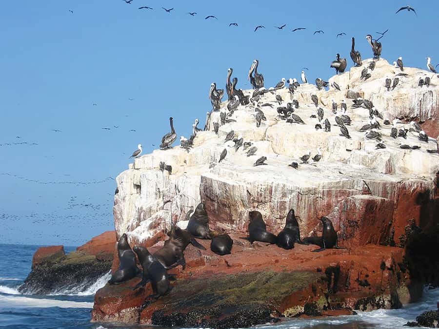 From Lima: Ballestas Islands, Huacachina, and Vineyard Tour - Who this tour fits best (and who should skip it)