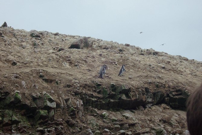 From Lima: Ballestas, Nazca Lines & Huacachina Oasis - Ballestas Islands boat ride: seals, penguins, and quick wildlife odds