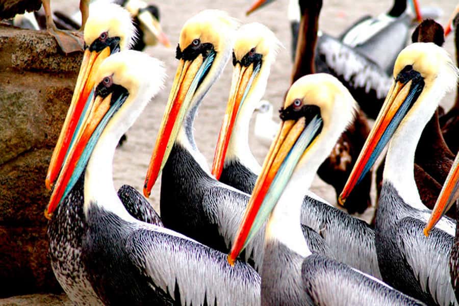 From Lima: Paracas and Huacachina Day Trip with Buggy Ride - Key Things That Make This Tour Worth It