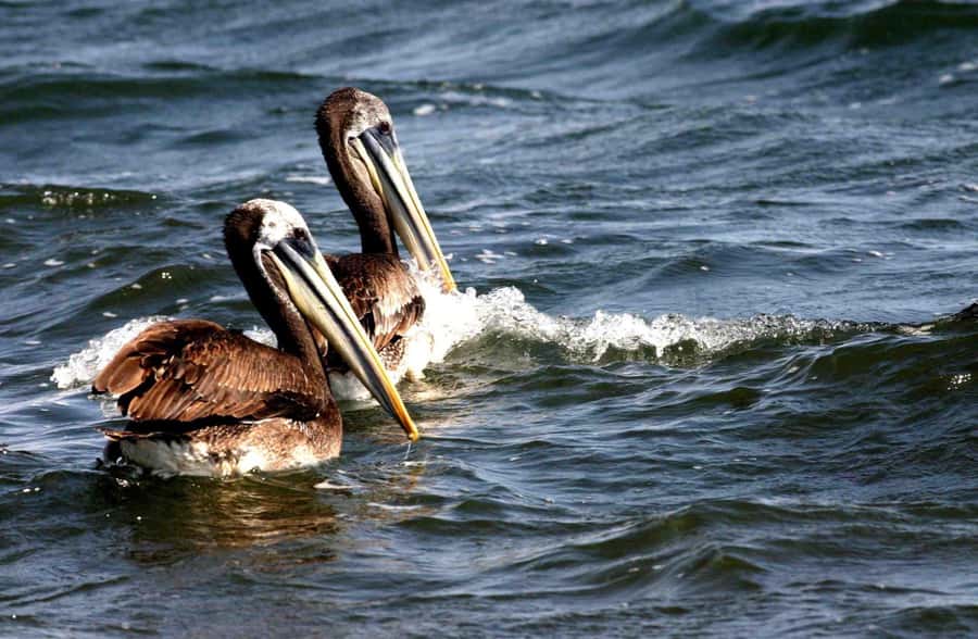 From Lima: Paracas and Huacachina Day Trip with Buggy Ride - Ballestas Islands Boat Tour: Sea Lions, Humboldt Penguins, and Guano Birds