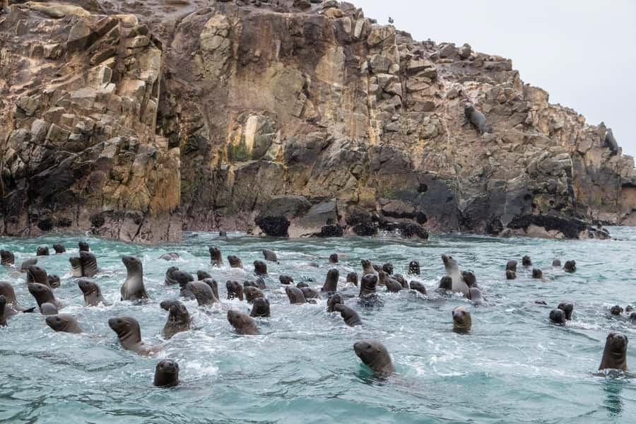 From Lima: Paracas and Huacachina Oasis Full Day Tour - Paracas and Ballestas Islands: sea lions and Humboldt penguins by boat