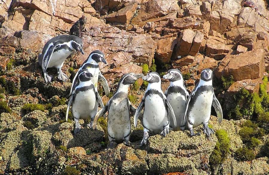 From Lima:Paracas Ballestas Islands and Ica Oasis 1 day Tour - Lima to Paracas: The Early Morning You’ll Actually Understand