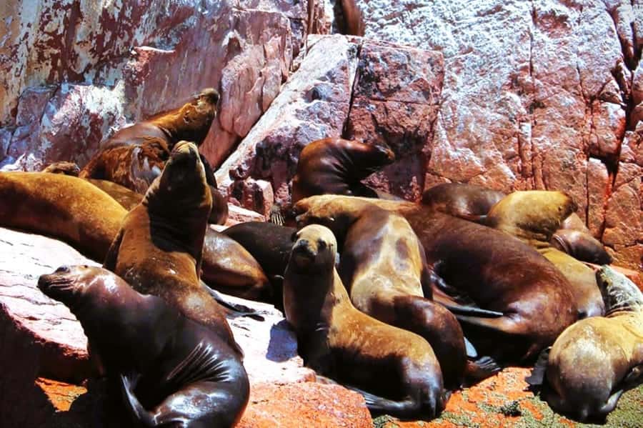 From Lima:Paracas Ballestas Islands and Ica Oasis 1 day Tour - Back to Paracas: Short Break, Quick Views, Then Onward