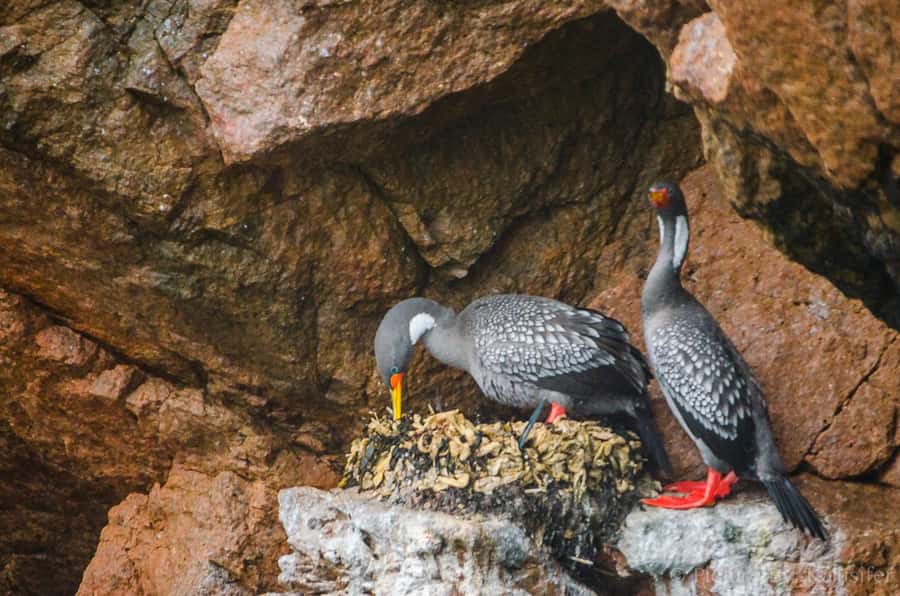 From Paracas: Ballestas Island Cruise & Paracas Reserve Tour - Playa Roja and Lagunillas Beach: red sand, a real lunch break, then onward