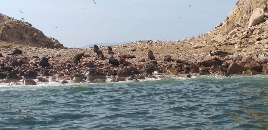 From Paracas: Ballestas Island Cruise & Paracas Reserve Tour - Candelabro at the Paracas Peninsula: a mysterious side trip from the sea