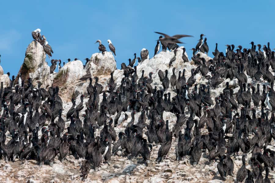 From Paracas: Ballestas Islands tour all Inclusive - Who this tour fits best