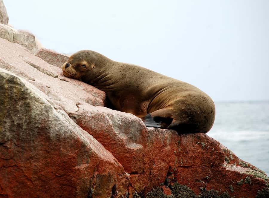 From Paracas: Ballestas Islands tour all Inclusive - Eco-friendly motor boat and safety: what it means in real life