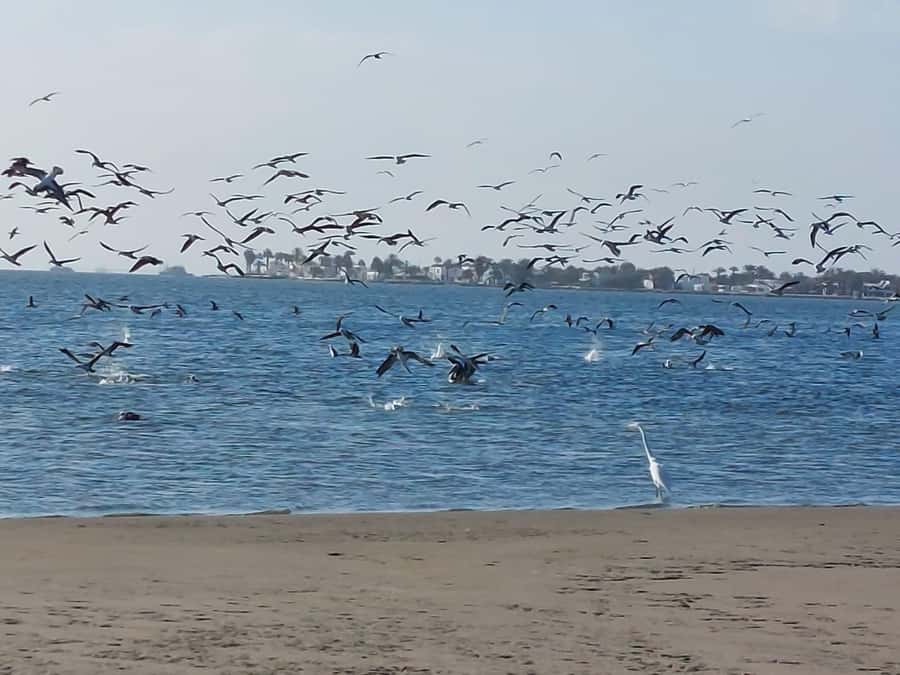 From San Martin Port: Ballestas Island & Paracas Reserve - Wildlife spotting that actually includes the fun characters