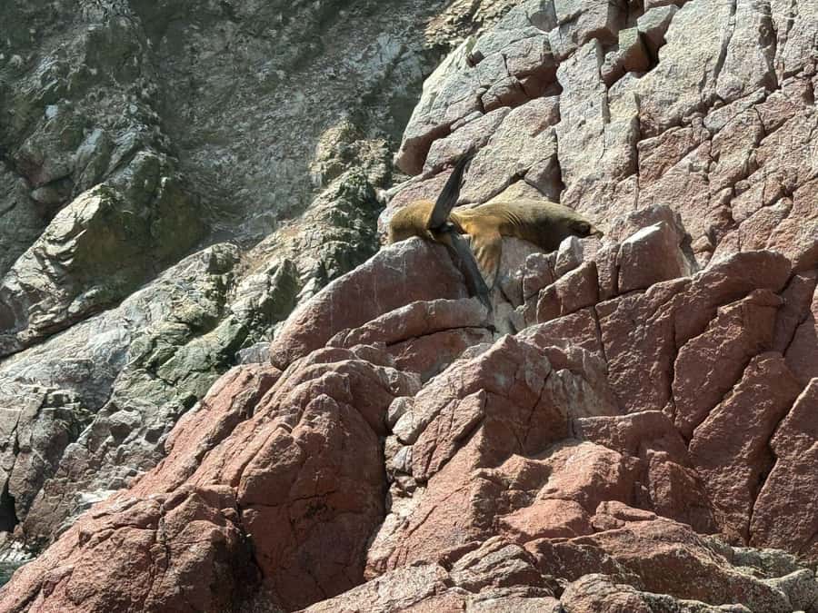 From San Martin Port: Ballestas Islands Tour in Paracas - Candelabro and Paracas reserve vibes: what you’re seeing and why it’s strange