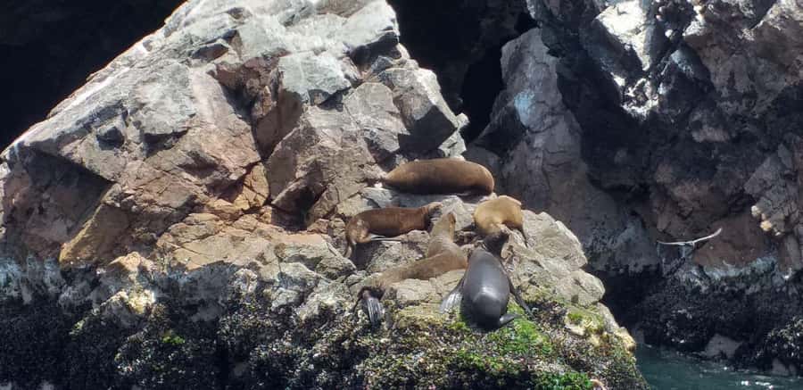 Ica: Ballestas Island & Paracas Reserve Private Tour - Should you book this tour of Ballestas and Paracas?