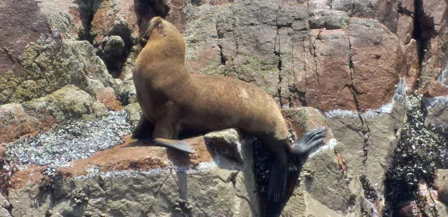 Ica: Ballestas Island & Paracas Reserve Private Tour - Who should book this Ballestas and Paracas tour