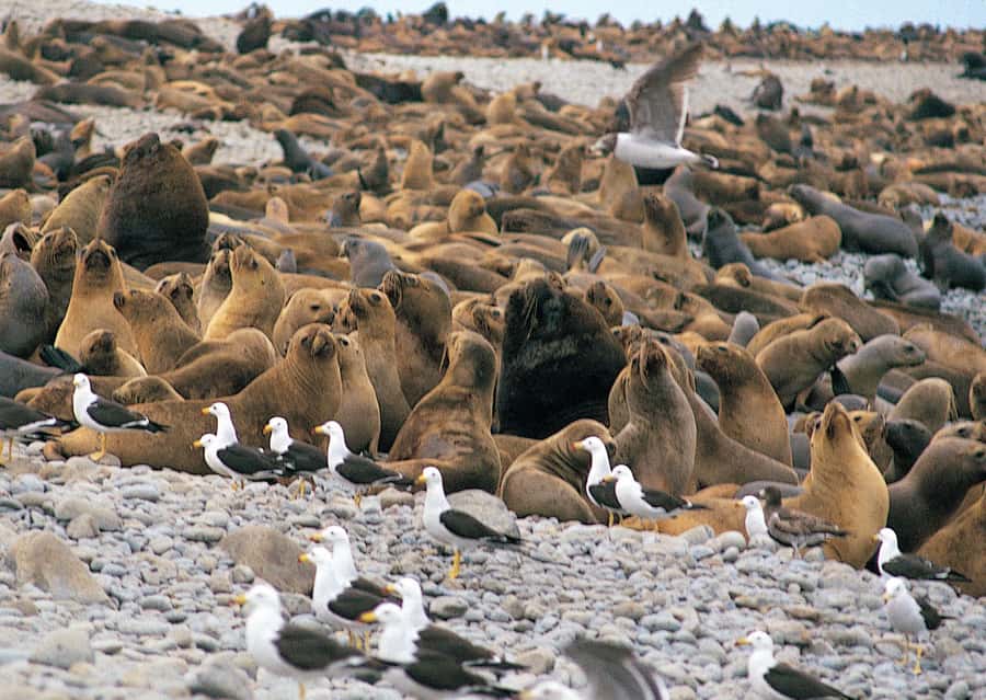 Lima: Ballestas Islands, Winery and Nazca Lines Private Tour - Paracas National Reserve area: time on the road and what you should notice