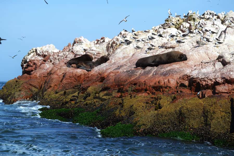 Lima: Ballestas Islands, Winery and Nazca Lines Private Tour - Return to Lima: finishing strong after a full day out