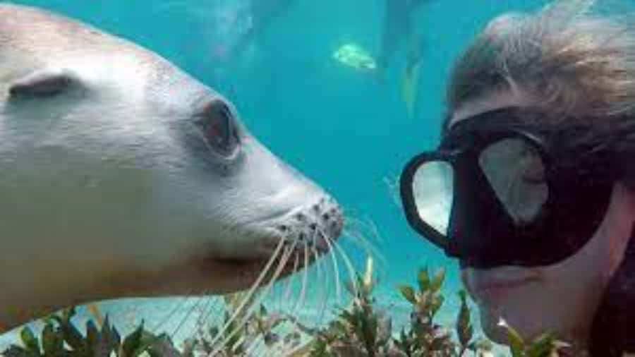 Lima | Islas Palomino Tour | Swim with Sea Lions - Key moments worth showing up for