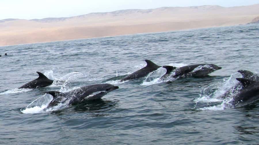Lima | Islas Palomino Tour | Swim with Sea Lions - The return by yacht: cliffs, islets, and a snack reset