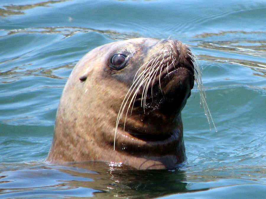 Lima | Islas Palomino Tour | Swim with Sea Lions - Price and value: is $79 per person worth it?
