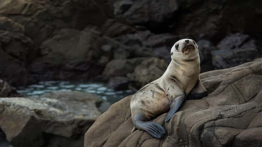Lima | Islas Palomino Tour | Swim with Sea Lions - What to bring (and what you can skip)