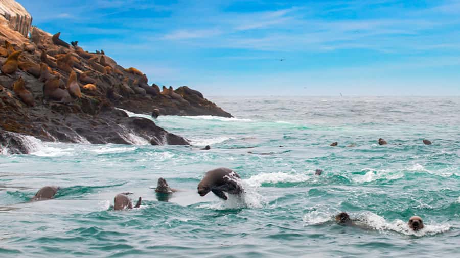 Lima | Islas Palomino Tour | Swim with Sea Lions - San Lorenzo Island route: penguins, guano birds, and stories