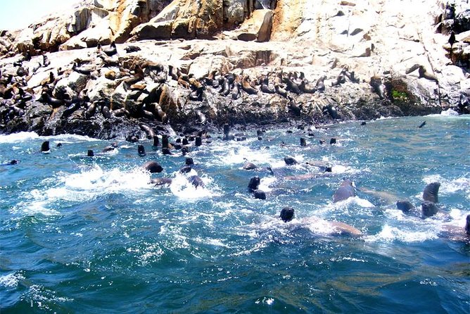 Lima: Palomino Islands Excursion & Swimming with Sea Lions with Hotel Transfers - A Sea Lion Swim That Fits a Half Day From Lima
