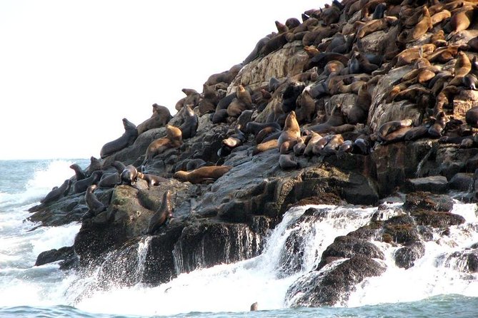 Lima: Palomino Islands Excursion & Swimming with Sea Lions with Hotel Transfers - Hotel Transfers and Timing: Door-to-Door Ease in Lima