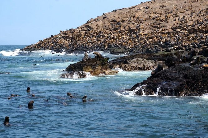 Lima: Palomino Islands Excursion & Swimming with Sea Lions with Hotel Transfers - Price and Value: Is $125 Worth It?