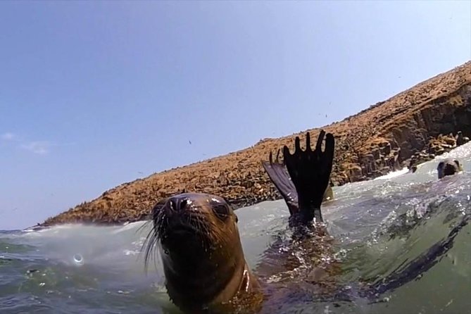 Lima: Palomino Islands Excursion & Swimming with Sea Lions with Hotel Transfers - Who Should Book This Sea Lion Swim, and Who Should Skip It